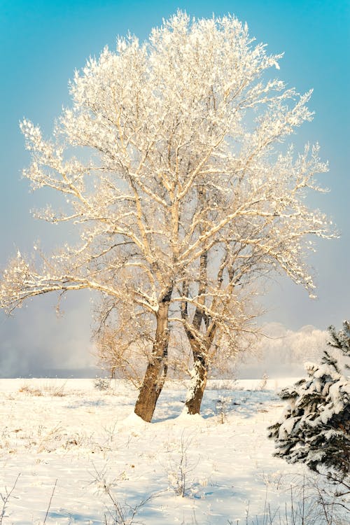 Bare Trees Covered with Snow