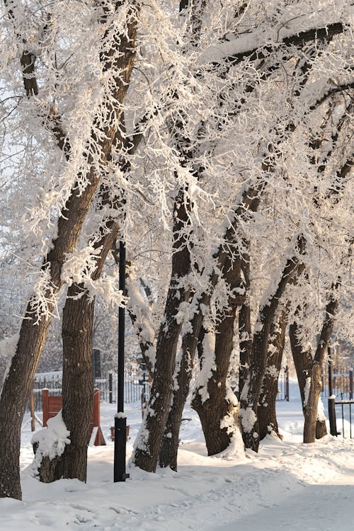Free Snow Covered Trees Stock Photo