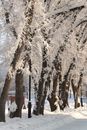 Snow Covered Trees