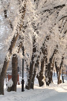 Beautiful snow-covered trees in a peaceful winter scene, perfect for seasonal wallpapers.