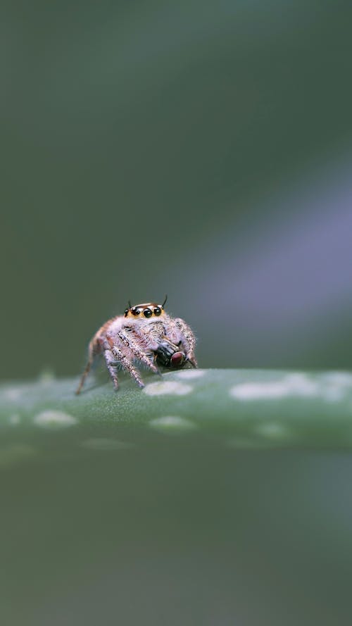 Close Up of Spider on Plant