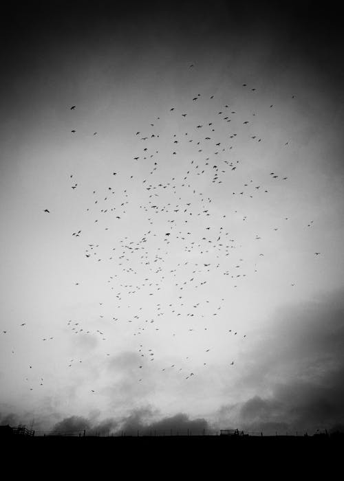 Free Grayscale Photography of Flock of Birds Flying Under the Sky Stock Photo