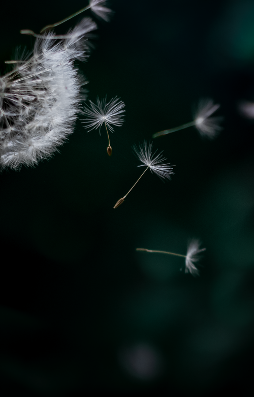 Free Close-up photo of dandelion seeds flying against a dark green background. Stock Photo