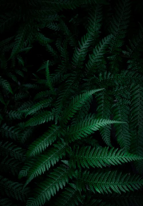 Free Green Fern Plant in Close-up Photography Stock Photo