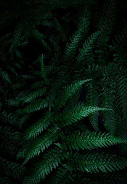 Free Close-up shot of vibrant green fern leaves with a dramatic dark background. Stock Photo