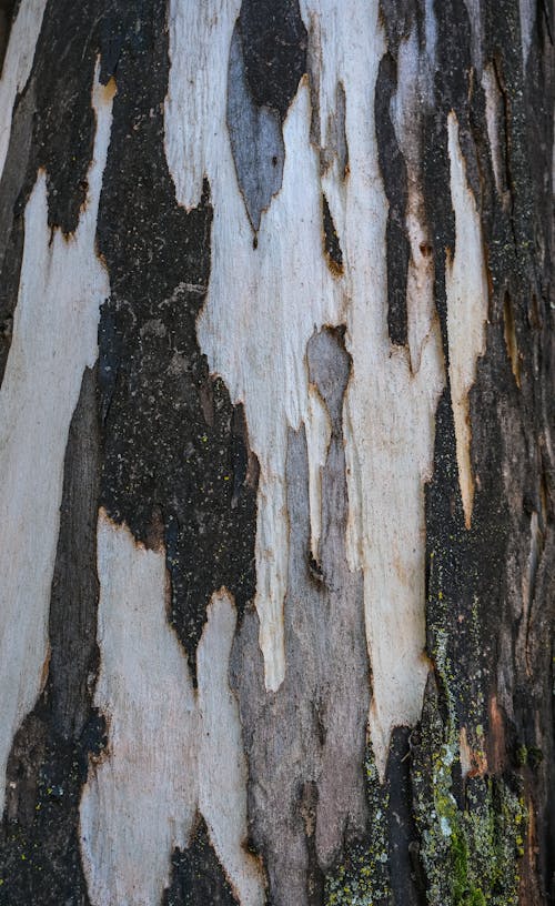 Free Close-up of Tree Bark  Stock Photo