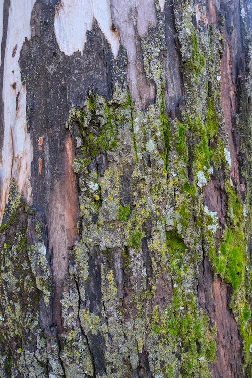 bezplatná Základová fotografie zdarma na téma dřevo, drsný, kmen stromu Základová fotografie