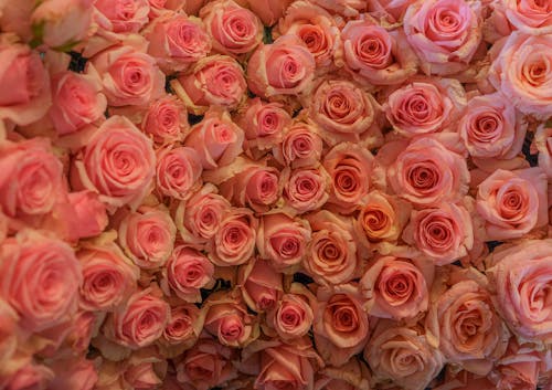 Ingyenes stockfotó növényvilág, rózsaszín rózsák, virágfotózás témában Stockfotó