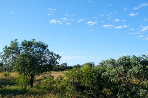 Free Serene landscape featuring trees and bushes under a bright blue sky. Stock Photo