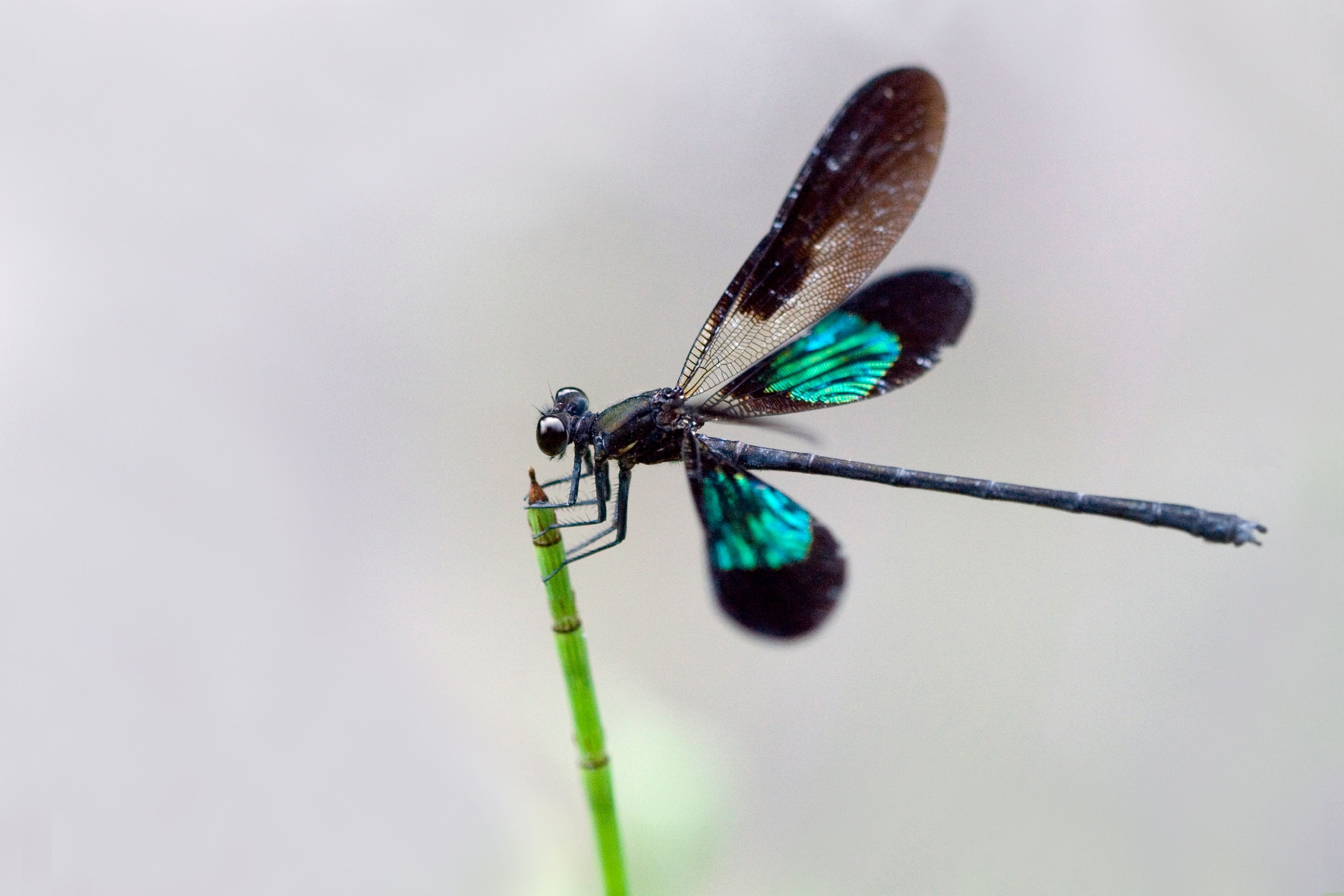 Black and Orange Dragonfly Perched on Brown Plant · Free Stock Photo