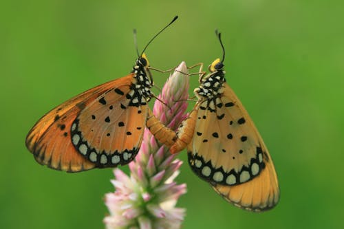 Free A Macro Shot of Tawny Coster Butterflies Stock Photo