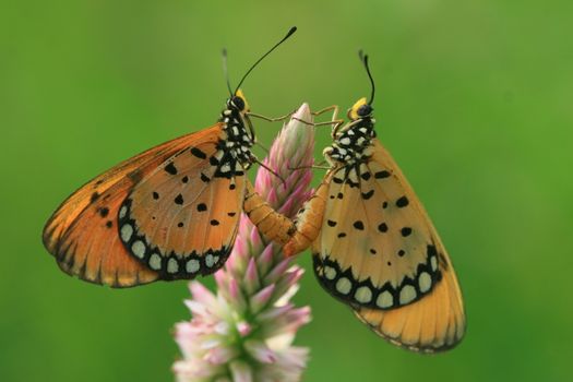 A Macro Shot of Tawny Coster Butterflies