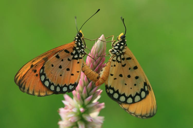 A Macro Shot Of Tawny Coster Butterflies