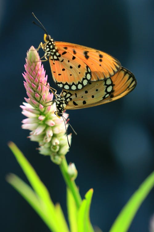 Tawny Coster Butterflies on a Celosia Argentea
