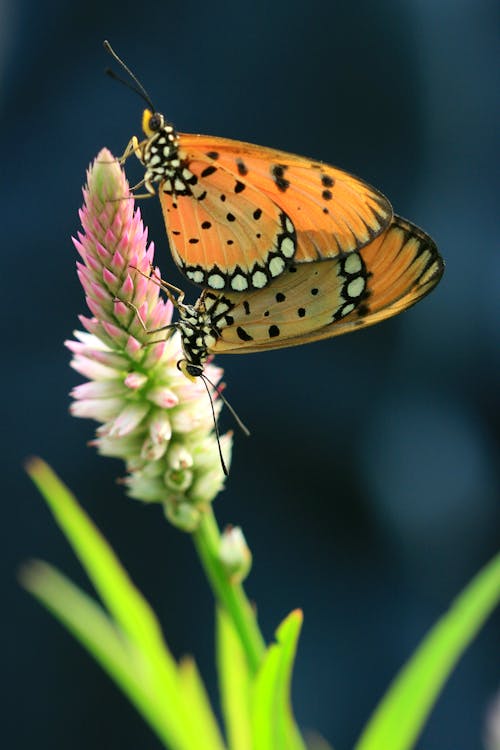 Free Tawny Coster Butterflies on a Celosia Argentea Stock Photo