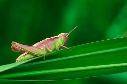 
A Close-Up Shot of a Grasshopper on a Green Leaf