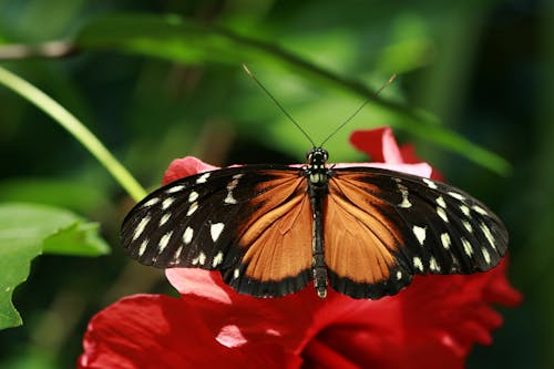 Free 
A Close-Up Shot of a Tithorea Butterfly Stock Photo