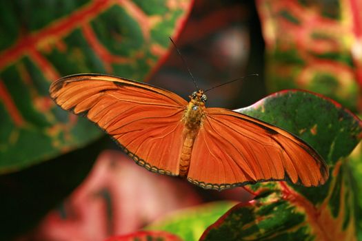 Close-up of a vivid Julia butterfly resting on colorful croton leaves. Nature's artistry.