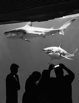 Visitors silhouette against a striking view of sharks at Heroica Veracruz aquarium.