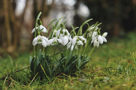 White Flowers on Green Grass