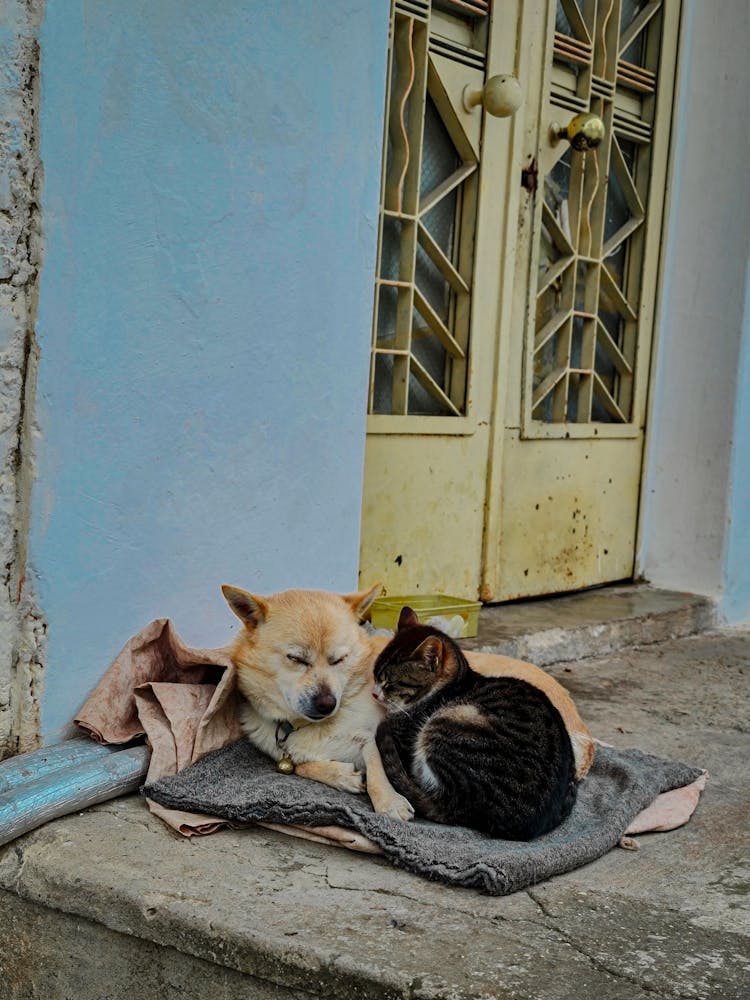 Cat And Dog Lying Beside Each Other On A Concrete Ground