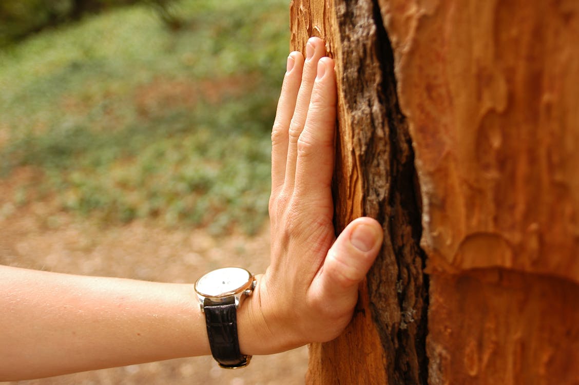 Bezpłatne Zbliżenie Osoby Noszącej Zegarek Trzymając Drzewo Zdjęcie z galerii
