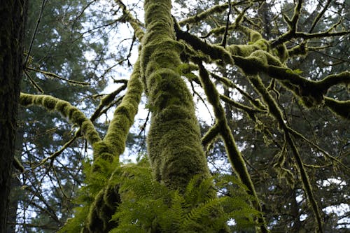 Free Low Angle Photography of Moss on the Tree Stock Photo