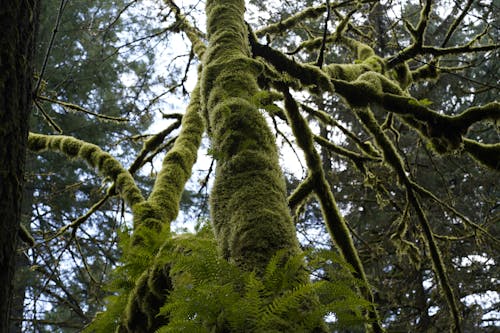 Low Angle Photography of Moss on the Tree