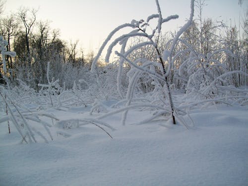 Free stock photo of snow, winter Stock Photo