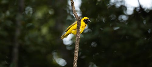 Miễn phí Ảnh lưu trữ miễn phí về chim, gia cầm, màu vàng Ảnh lưu trữ