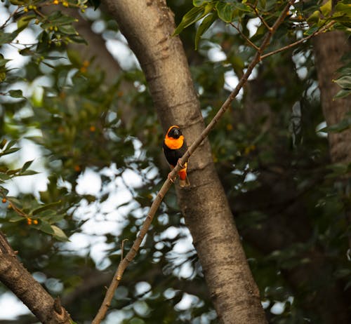 Free Black and Yellow Bird on Brown Tree Branch Stock Photo