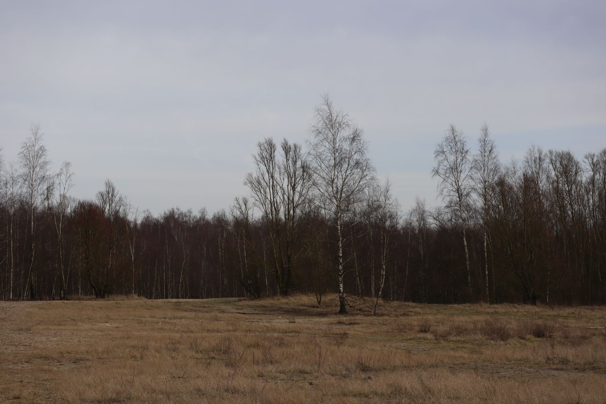 Belgisch vredesmonument herontdekt in bos van Rijs
