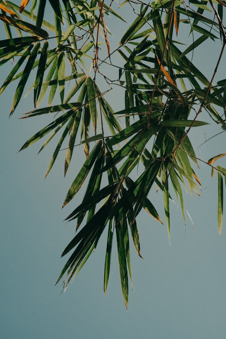 Bamboo Leaves On Branches