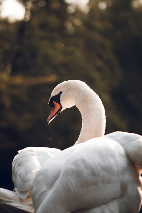 Close-Up Shot of a White Swan