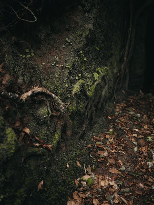 Безкоштовне стокове фото на тему «вертикальні постріл, дерево, ліс» стокове фото
