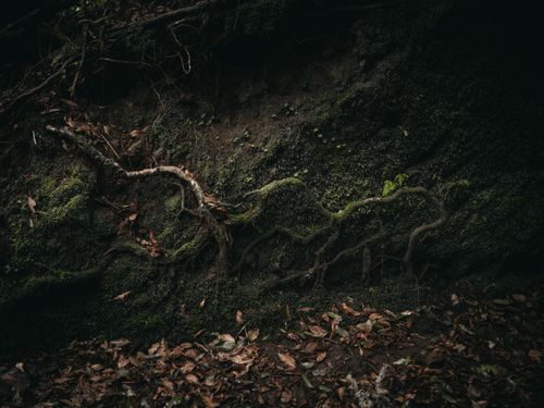 Free Dark forest floor covered with moss, roots, and fallen leaves, creating a natural texture. Stock Photo