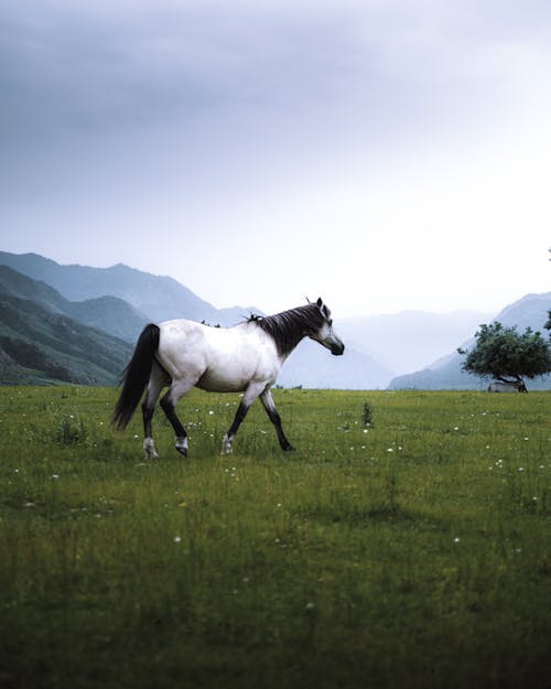 Бесплатное стоковое фото с белая лошадь, белое небо, вертикальный выстрел