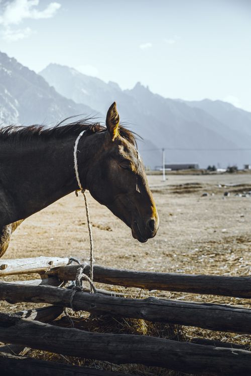 Free A peaceful horse stands beside a wooden fence with mountains in the background, embodying tranquility and nature. Stock Photo