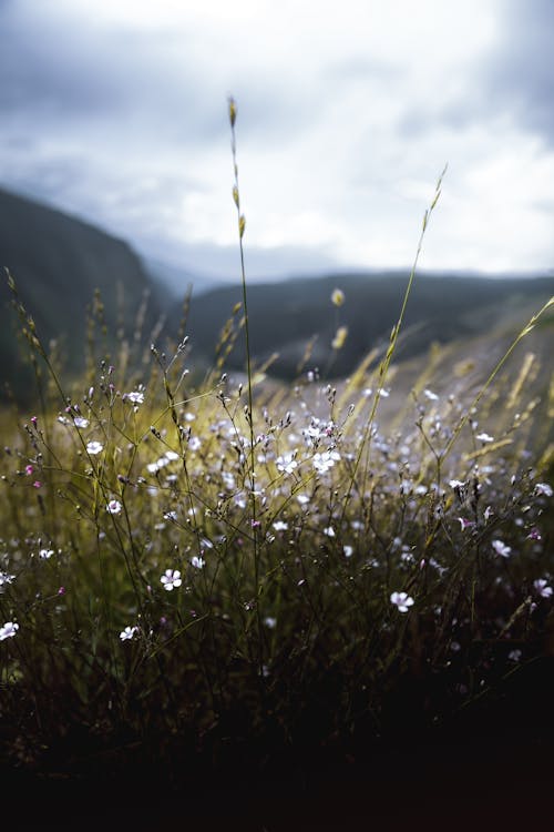 Photos gratuites de champ d'herbe, fermer, fleurs blanches