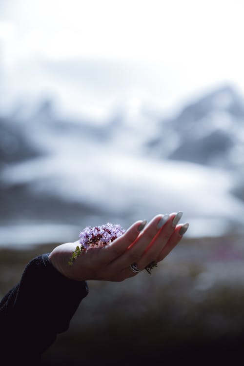 Woman Hand Holding Flower