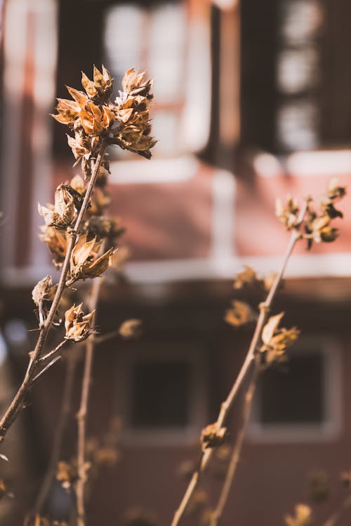 Free stock photo of old towns