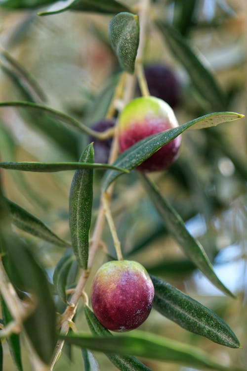 Close up on Olives