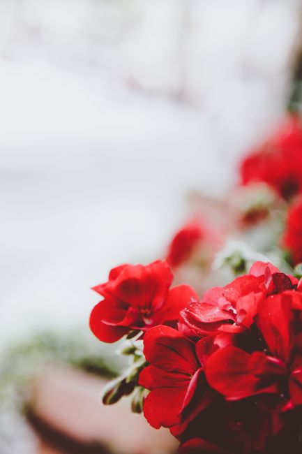 Beautiful red flowers blooming vividly outdoors with a soft blurred background.