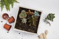 从顶视图可以看到，土壤中种植着各种盆栽多肉植物，周围摆放着陶罐和石头，非常适合花园和植物主题