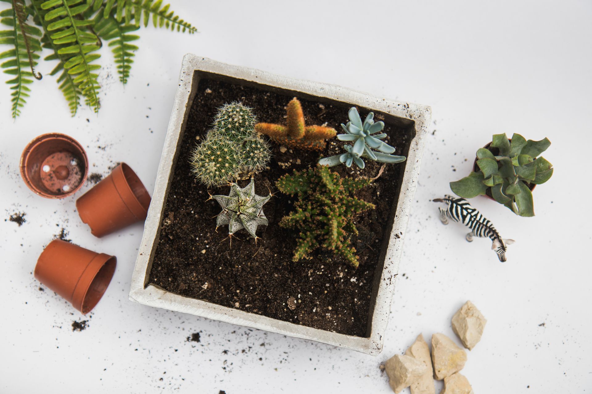 Green Cactus Plant in White Pot