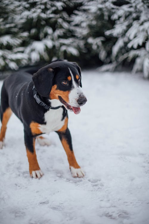 Foto stok gratis anak anjing, anjing gunung entlebucher, binatang