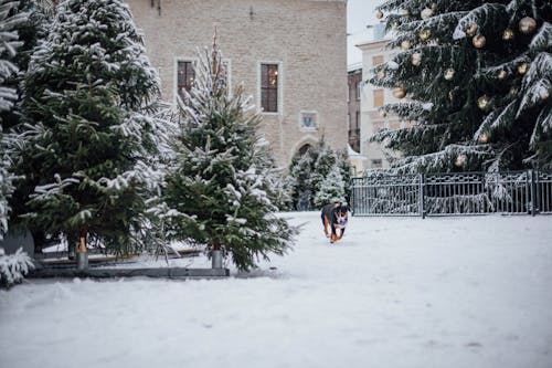 下雪的, 冬季, 動物攝影 的 免費圖庫相片