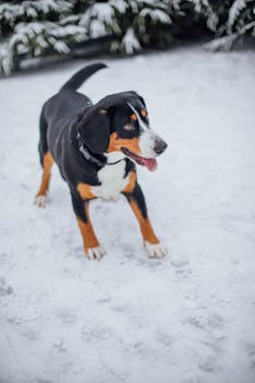 Entlebucher Sennenhund image