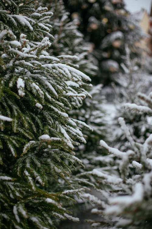 Gratis Immagine gratuita di conifero, foglie verdi, inverno Foto a disposizione
