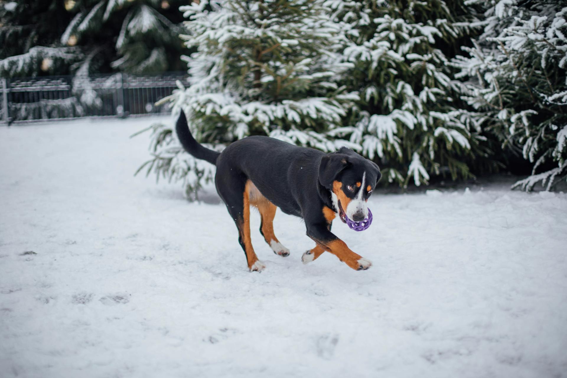 An Entlebucher Mountain Dog Playing during Winter